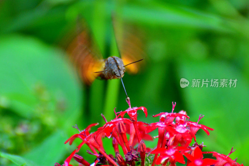 Pentas lanceolata和蜂鸟鹰蛾